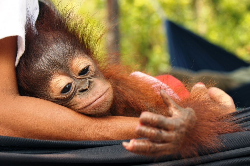 Meet Sura Borneo Orangutan  Survival Australia